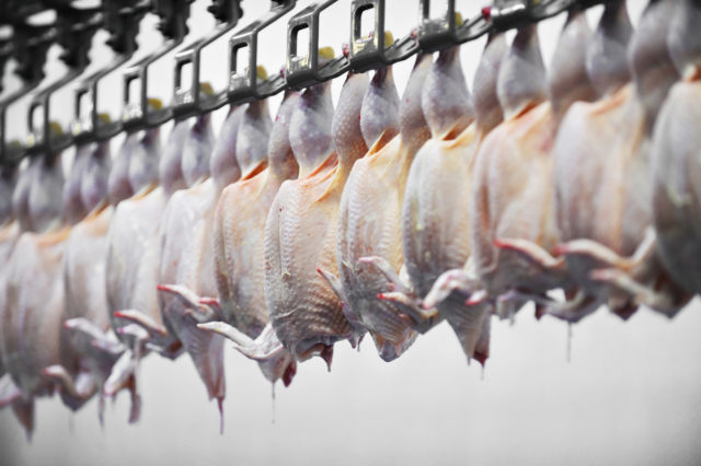 Poultry being processed in an abattoir (roibu/Getty Images)