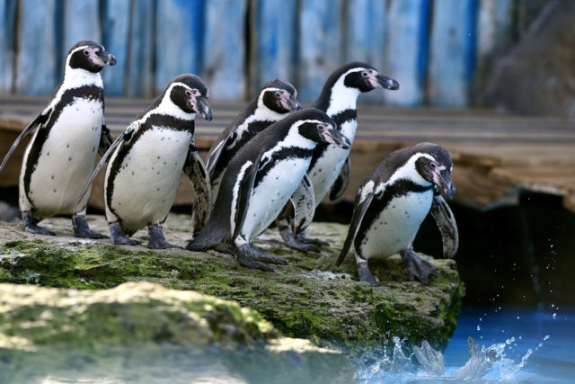 Humboldt penguins at Chessington World of Adventures, where eight penguins were slaughtered by a fox after it broke into their water enclosure