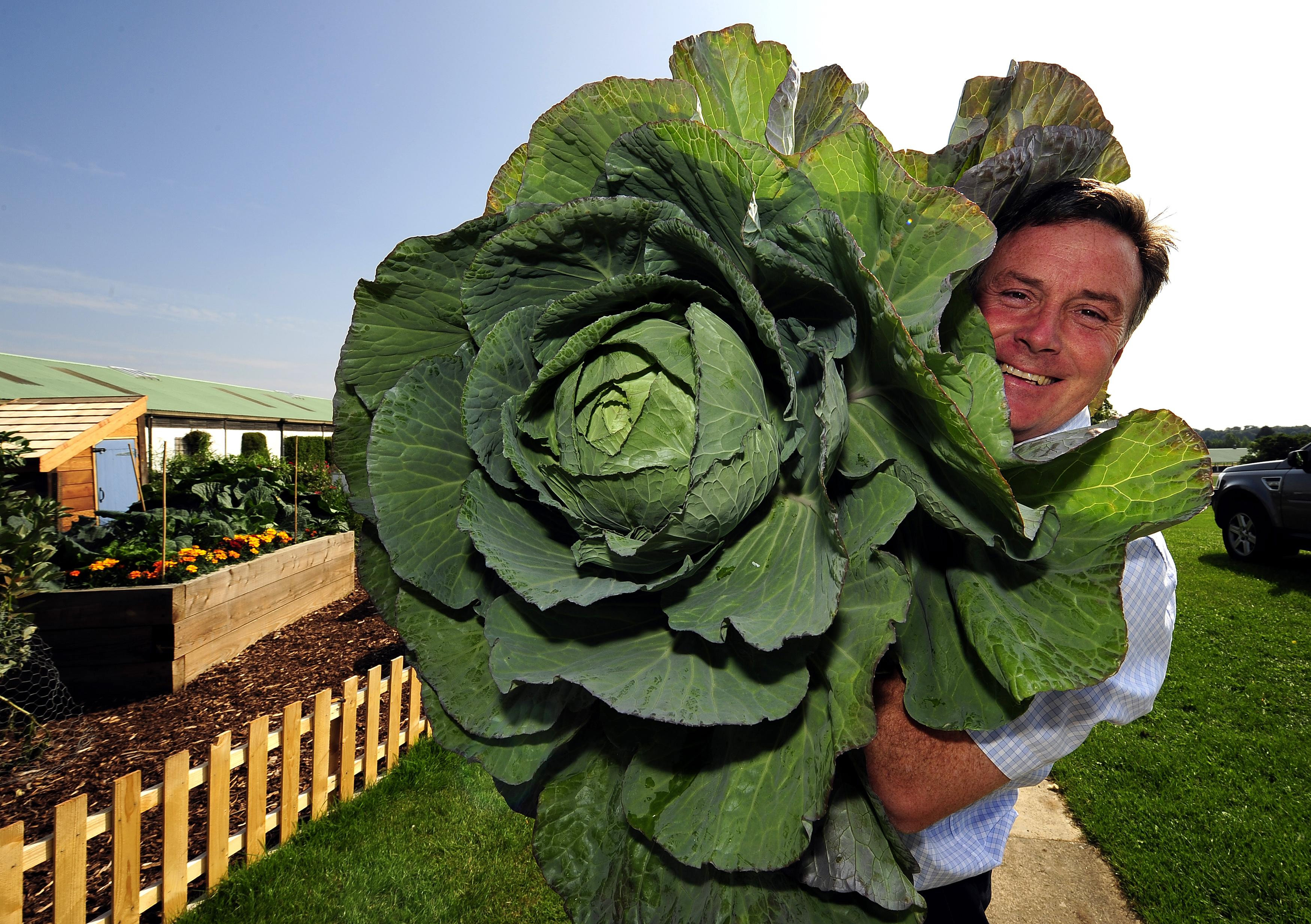 A giant cabbage (John Giles/PA)