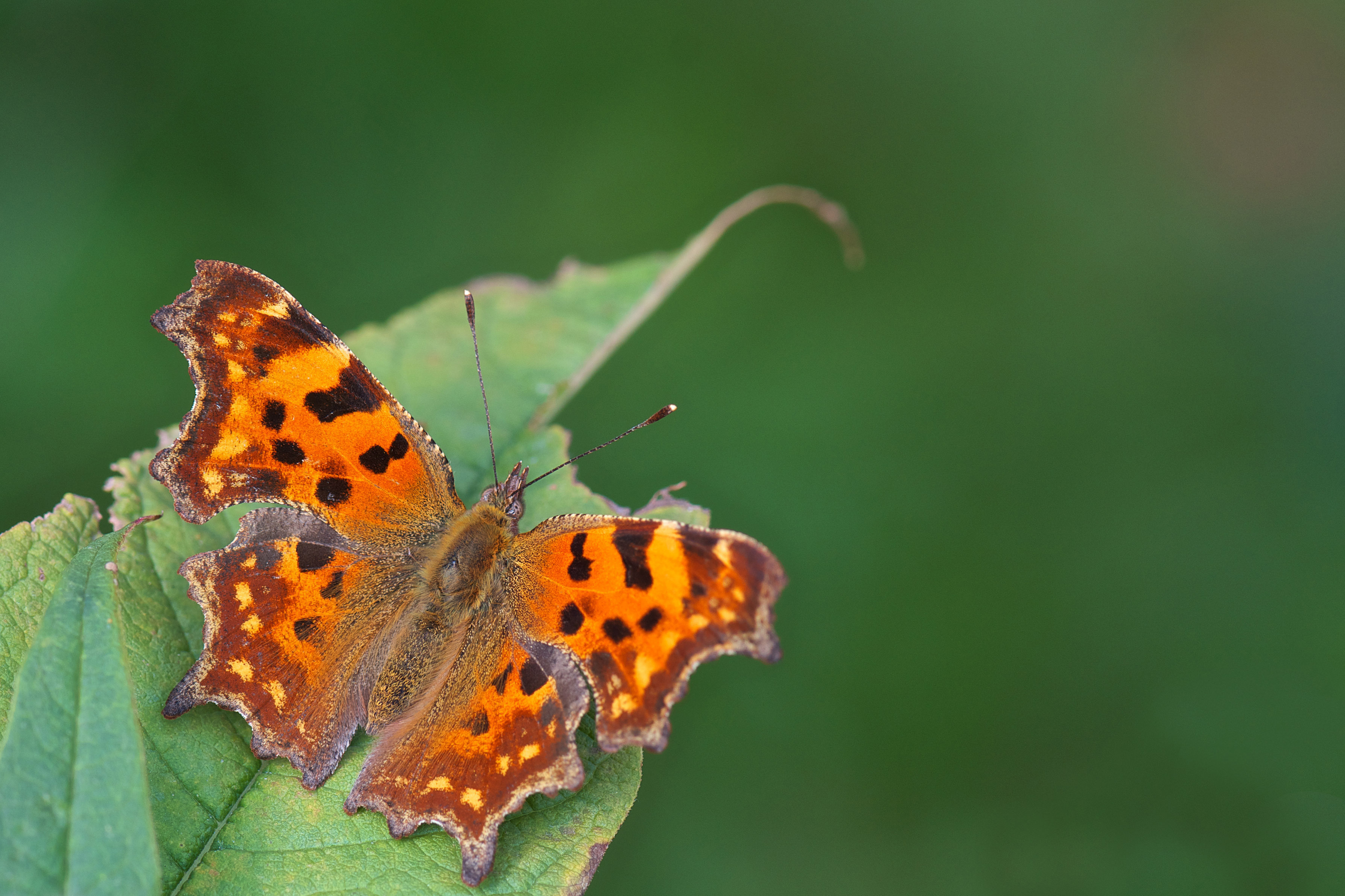 Comma butterfly.