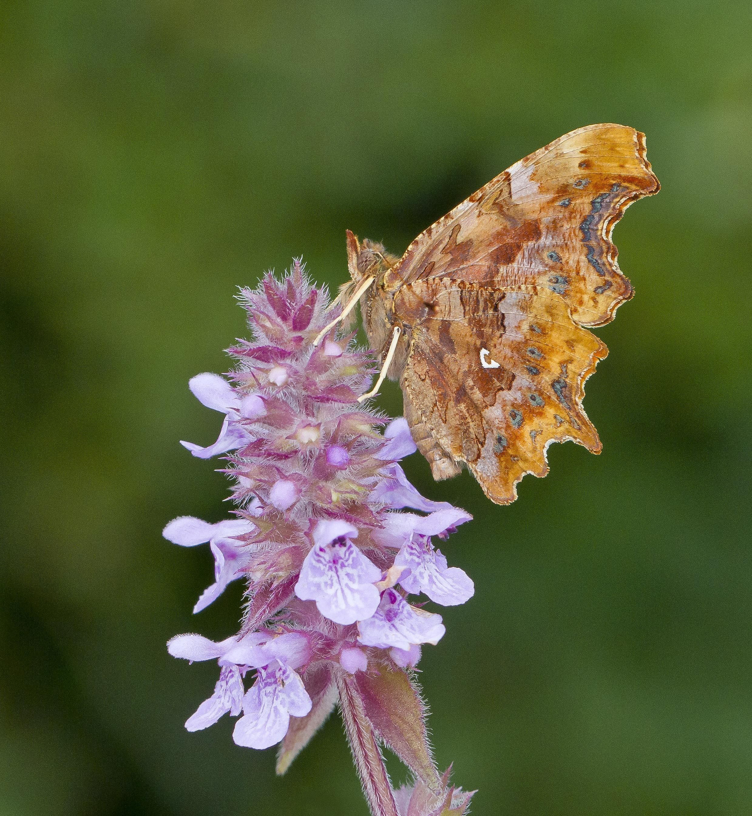 Comma butterfly.