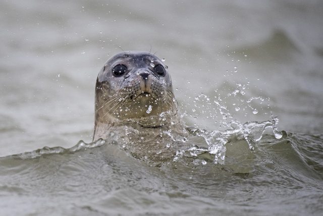 A seal swims in the River Stour in Pegwell Bay, Kent