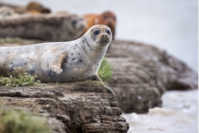 Last year's survey estimated 964 harbour and 1,552 grey seals called the estuary home