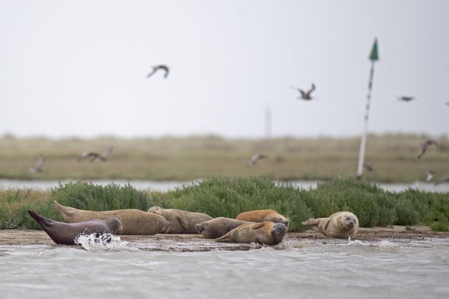 The survey will reveal how health threats and coastal developments are affecting the seal population.