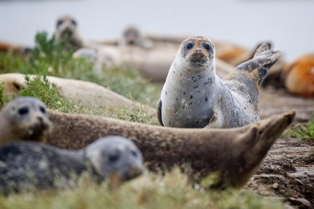 The first-ever harbour seal breeding survey of the Thames will also take place next year 