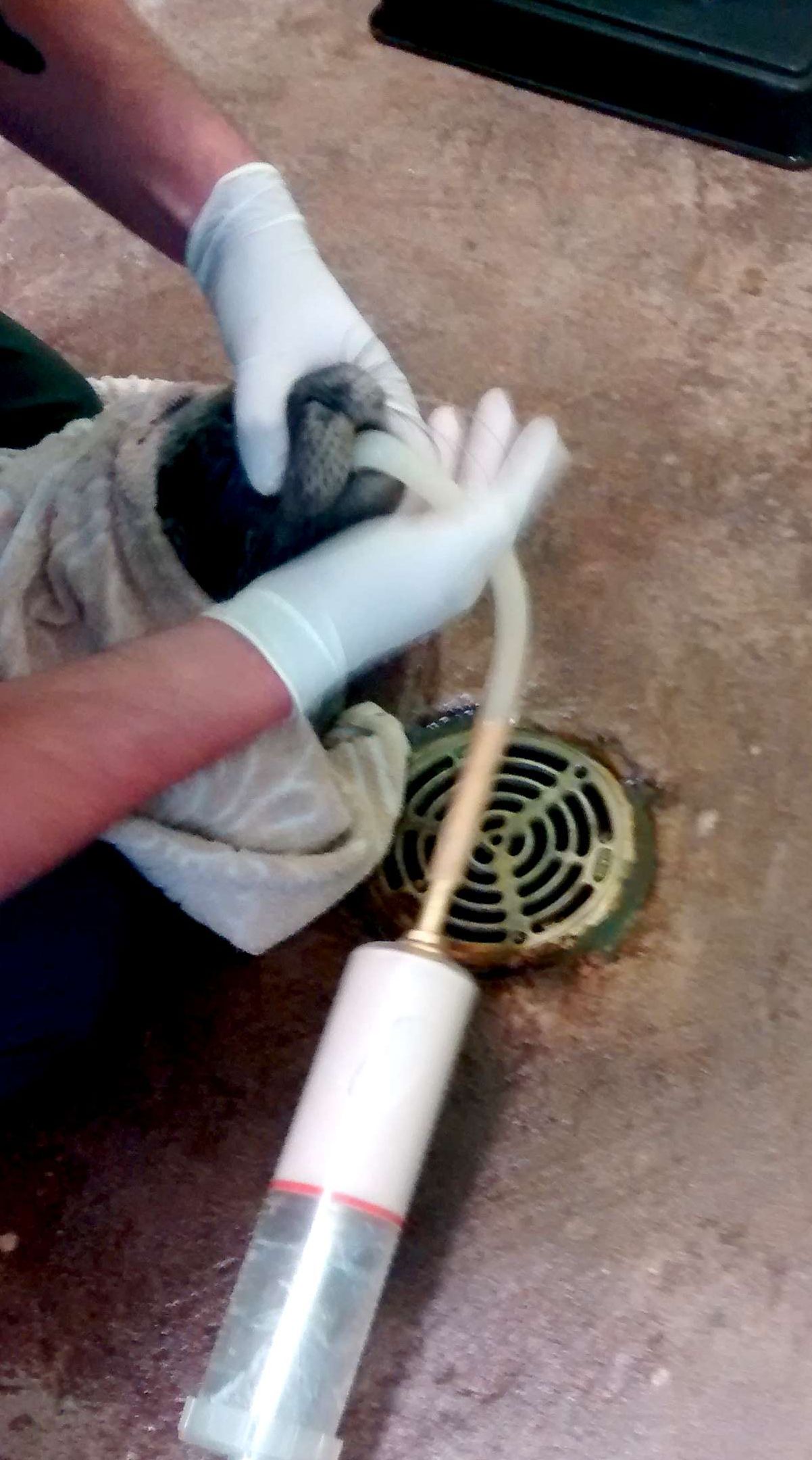 Abandoned seal pup Harry Styles being given life-saving treatment