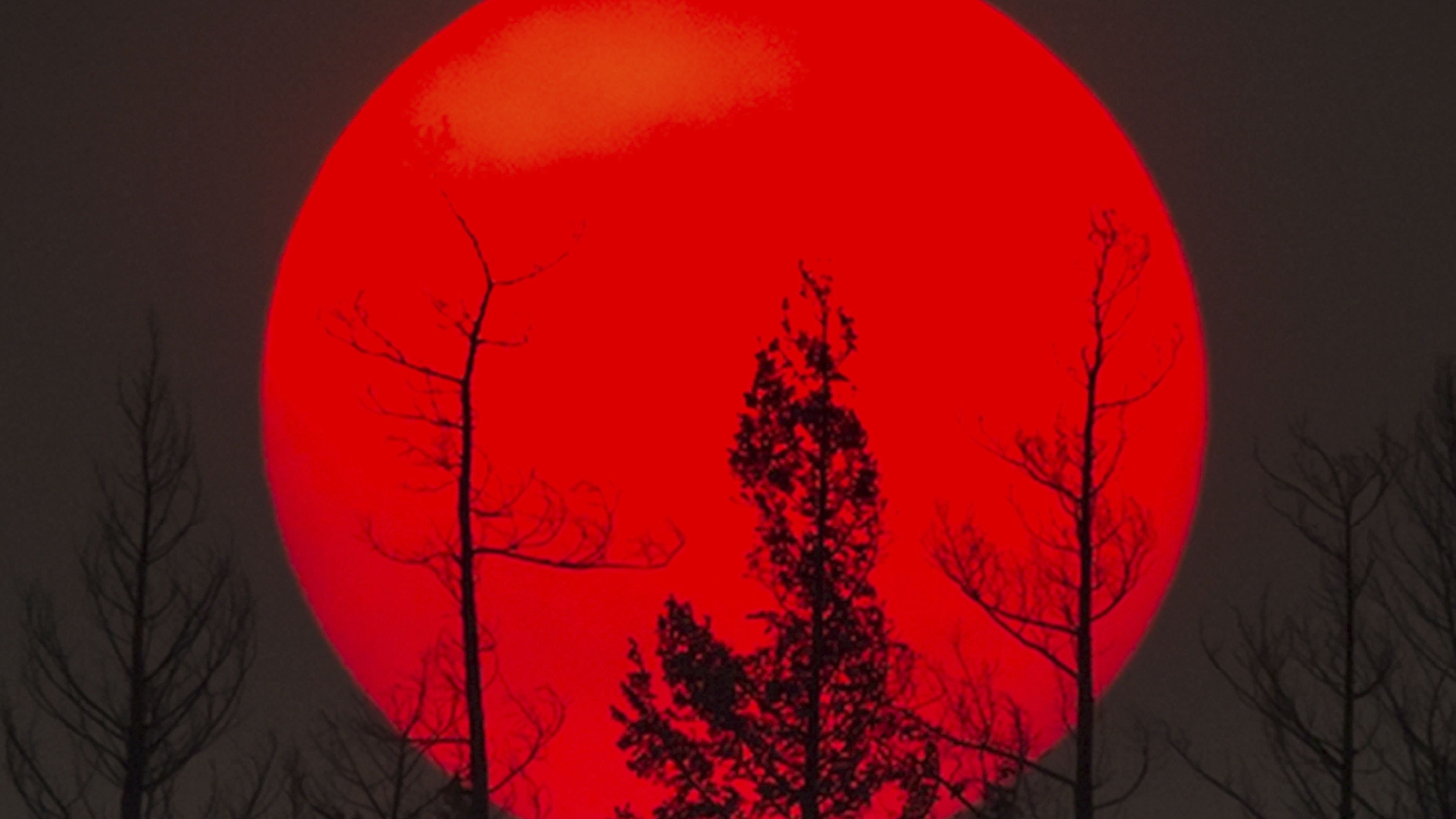 The sun is obscured by smoke from wildfires in the distance behind burnt trees in Williams Lake, British Columbia