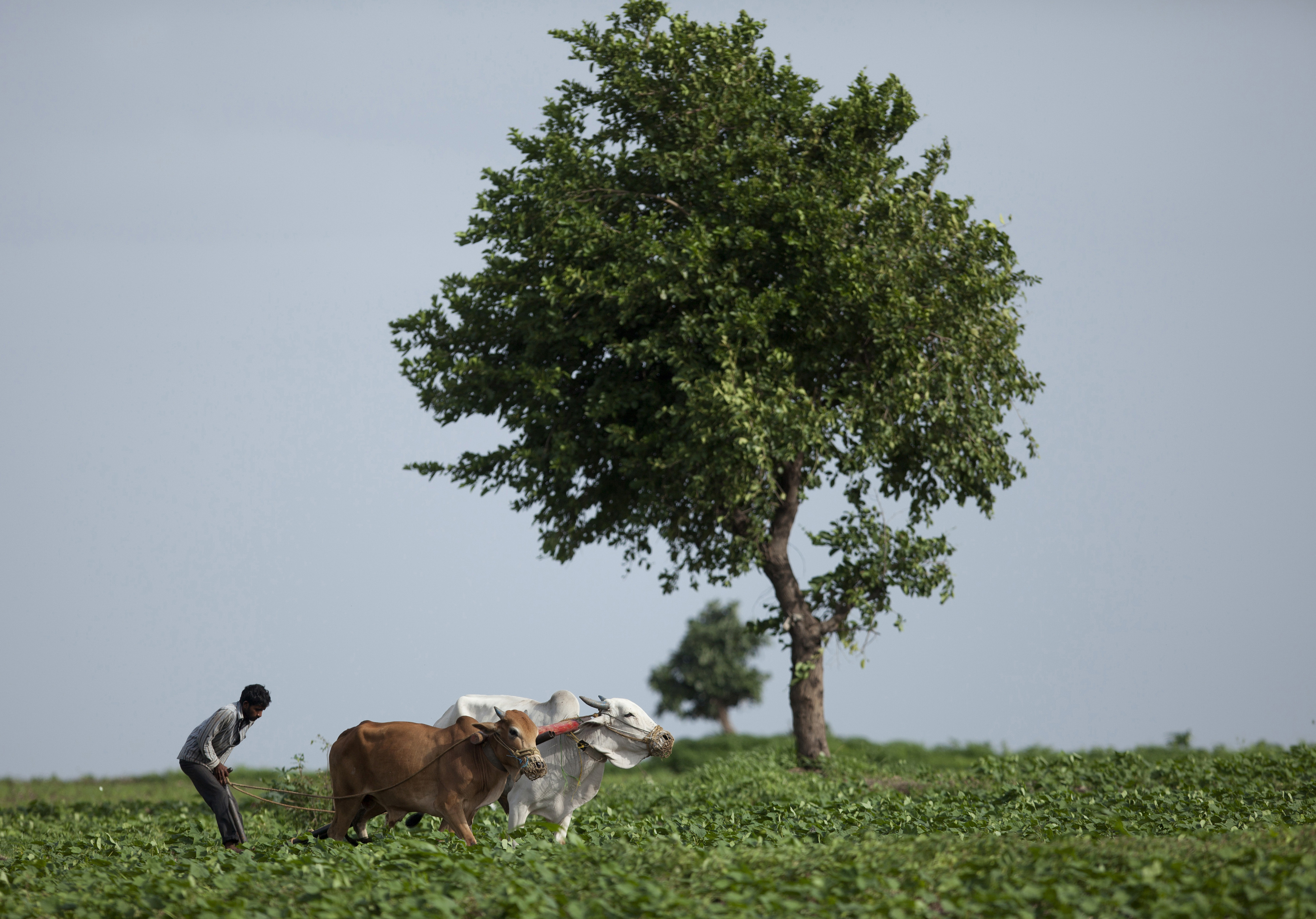 Indian farmer.