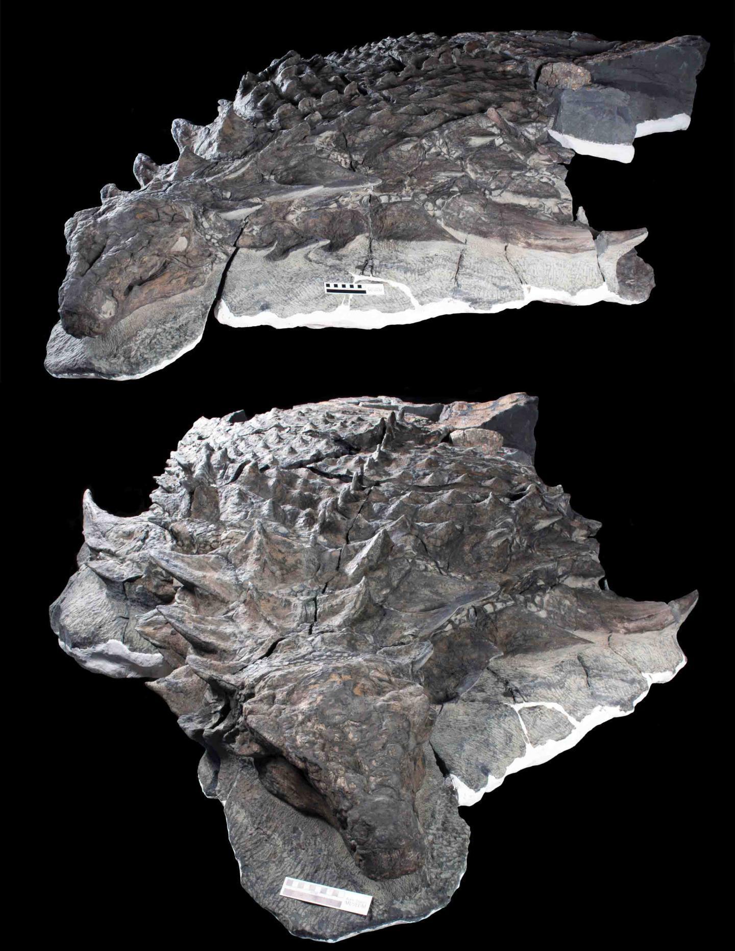 Embargoed to 1700 Thursday August 3 Undated handout photo issued by the Royal Tyrrell Museum of two views of the fossil remains of Borealopelta markmitchelli, showing the armoured dinosaurÕs horny scales.