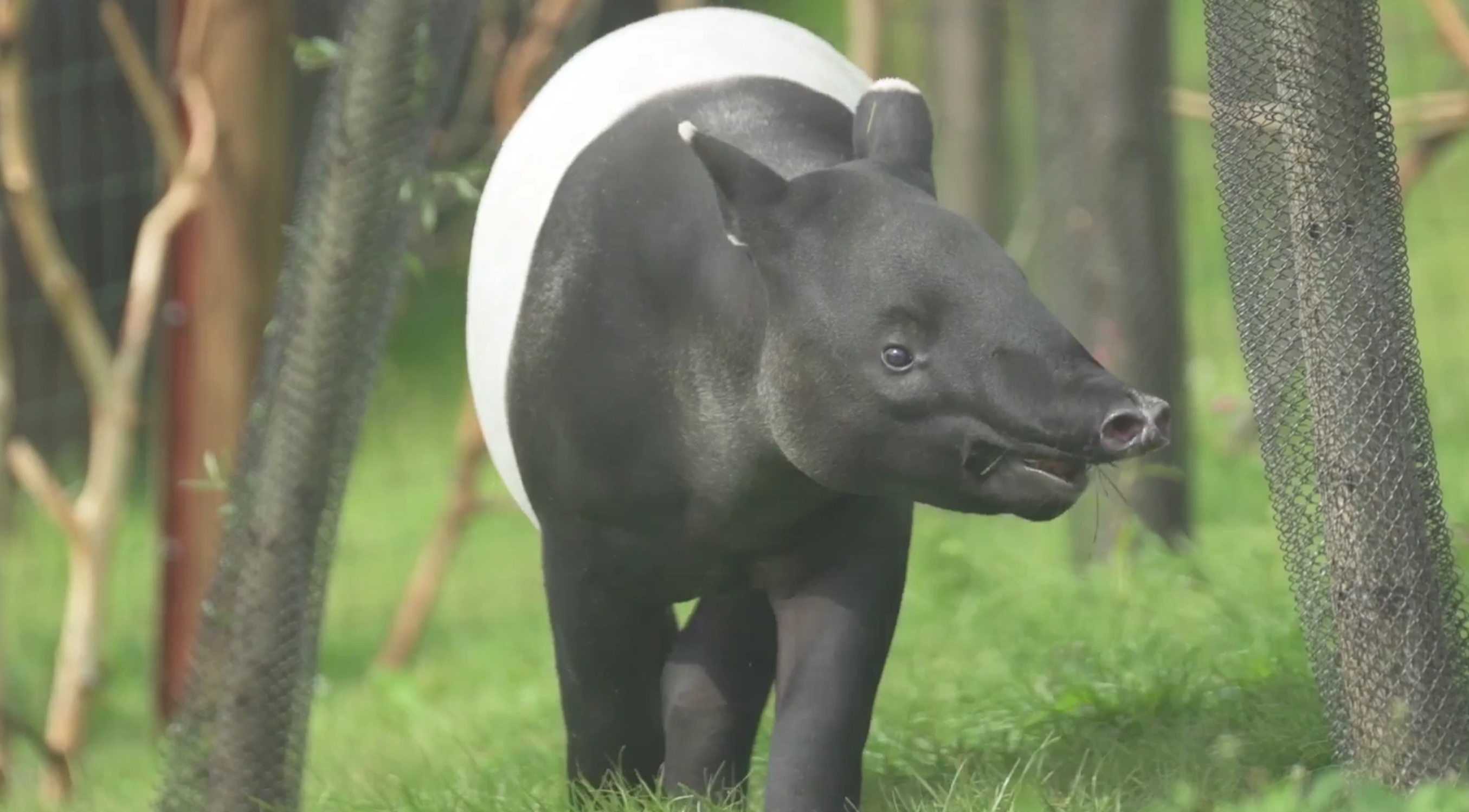 These animals look like they’re loving the South East Asian zone at