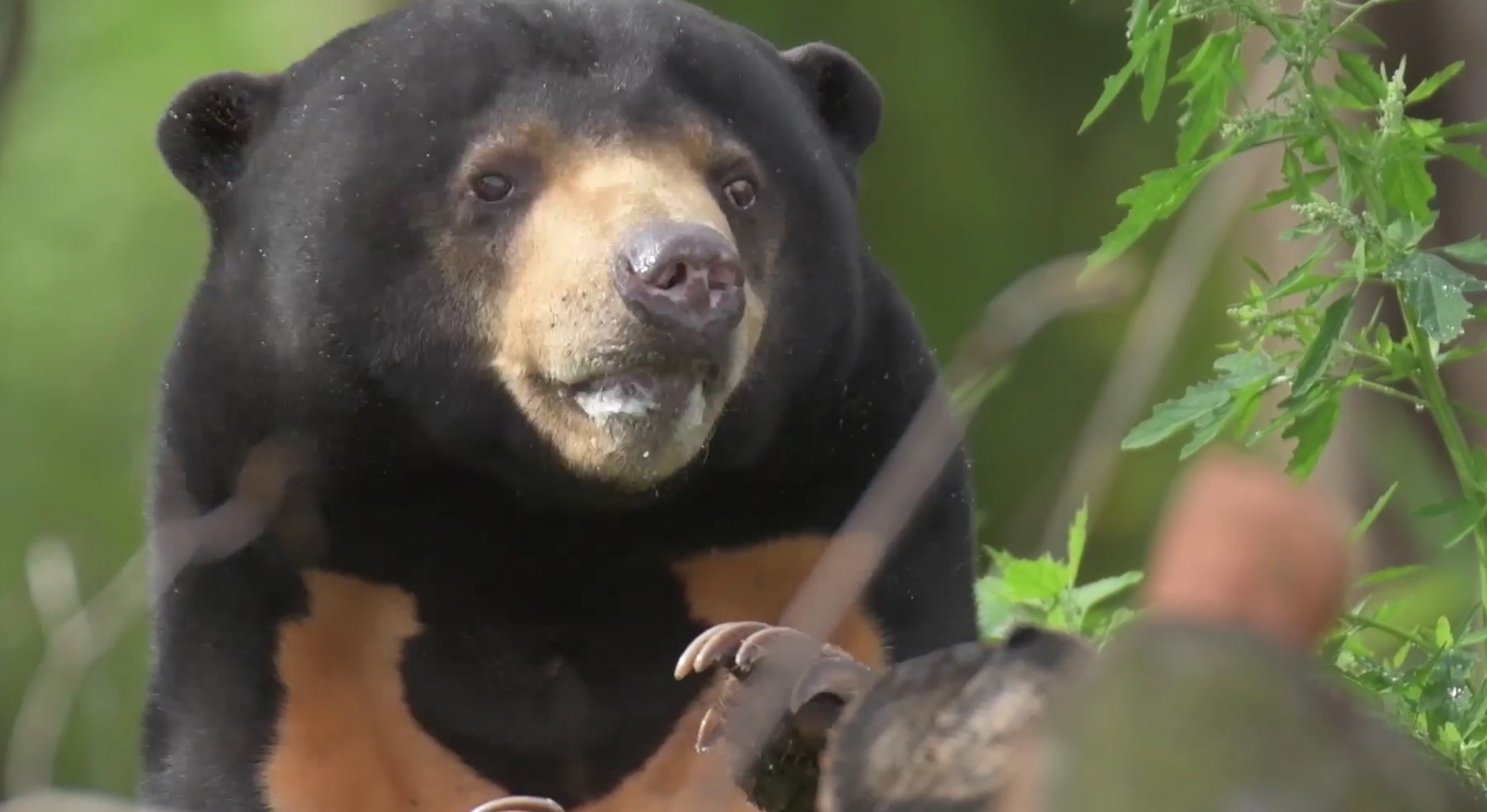 A sun bear at Chester Zoo