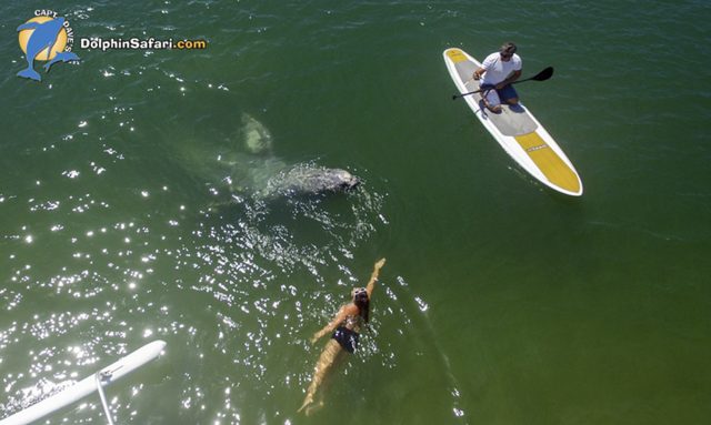 Whale (Domenic Biagini/DolphinSafari.com via AP)