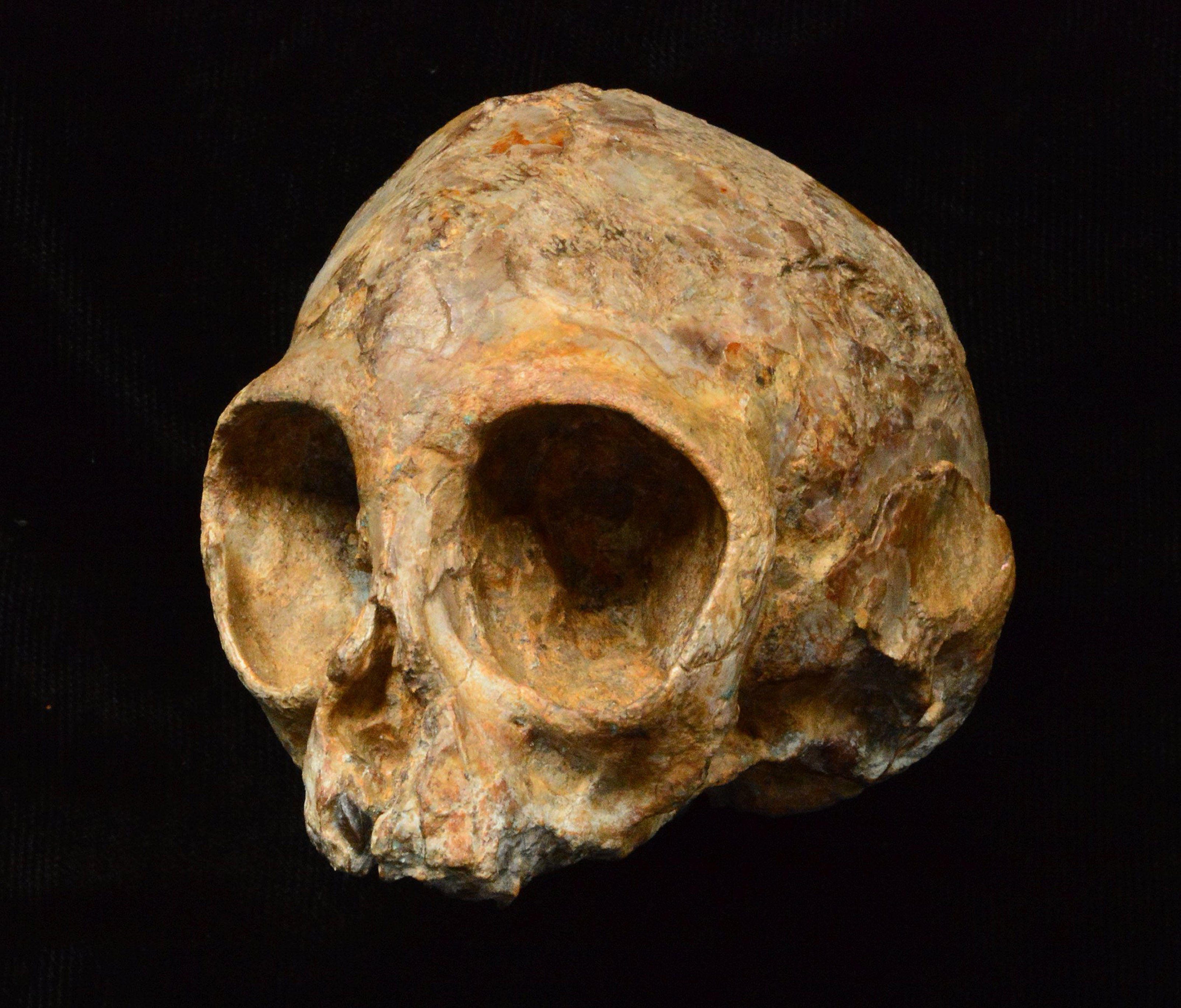 Самый древний череп человека. Череп доисторического человека. Окаменевший человеческий череп.