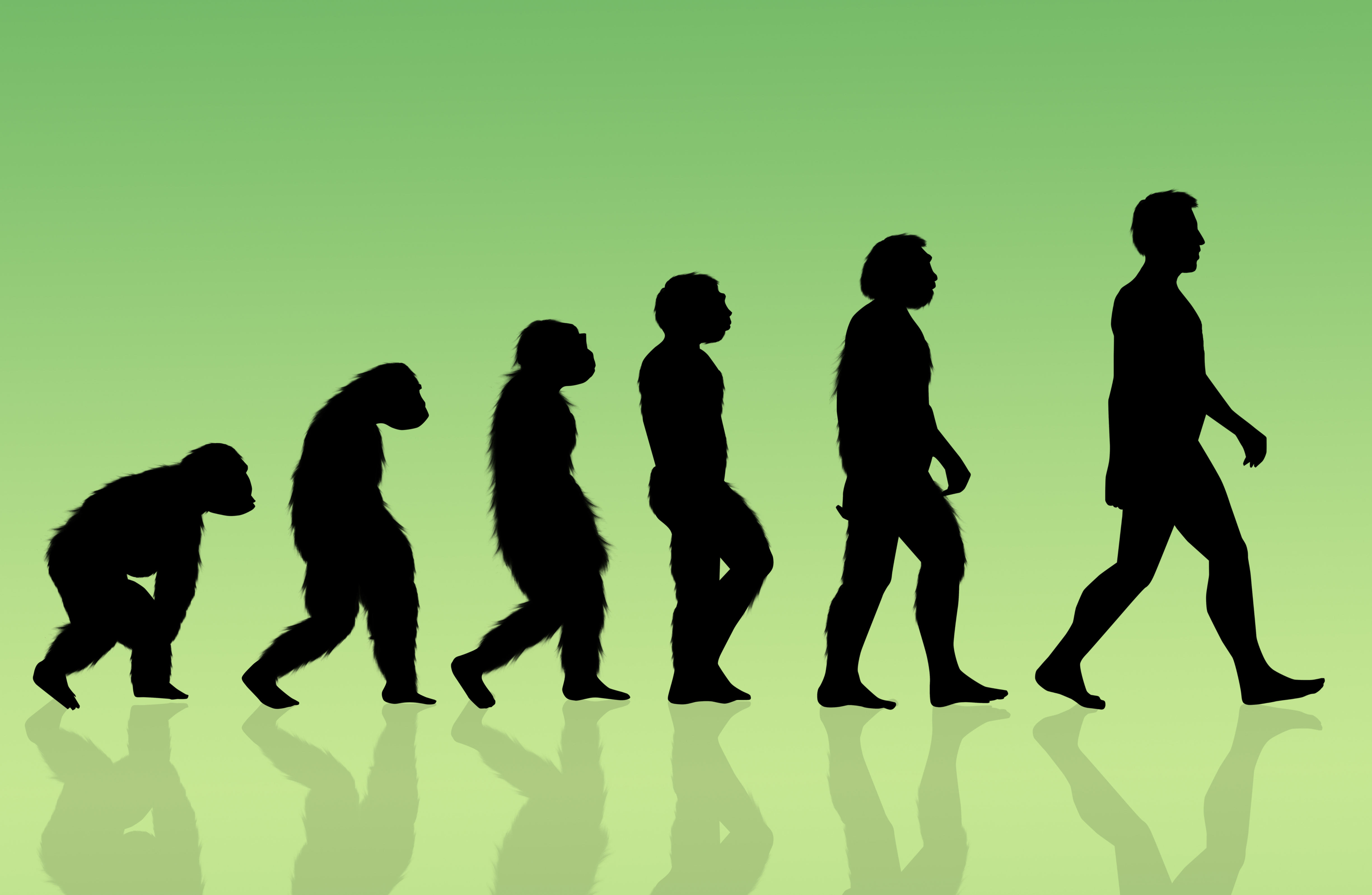 what is the evolutionary history of humans