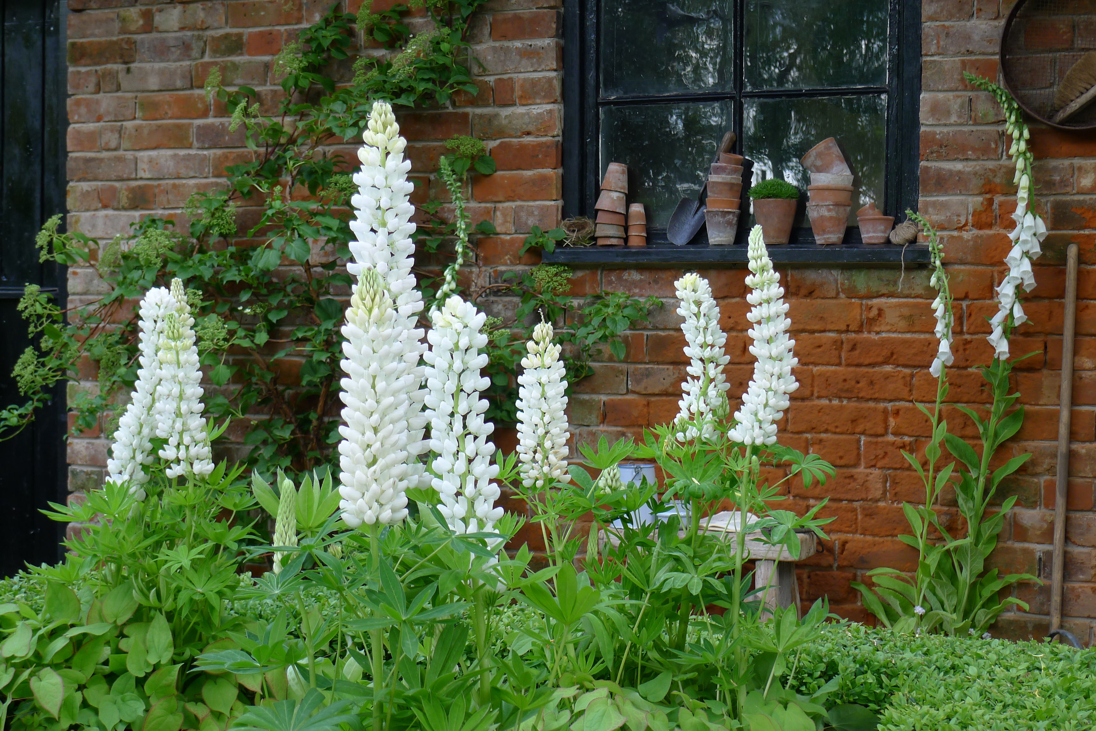 Lupins may be on offer (Hannah Stephenson/PA)