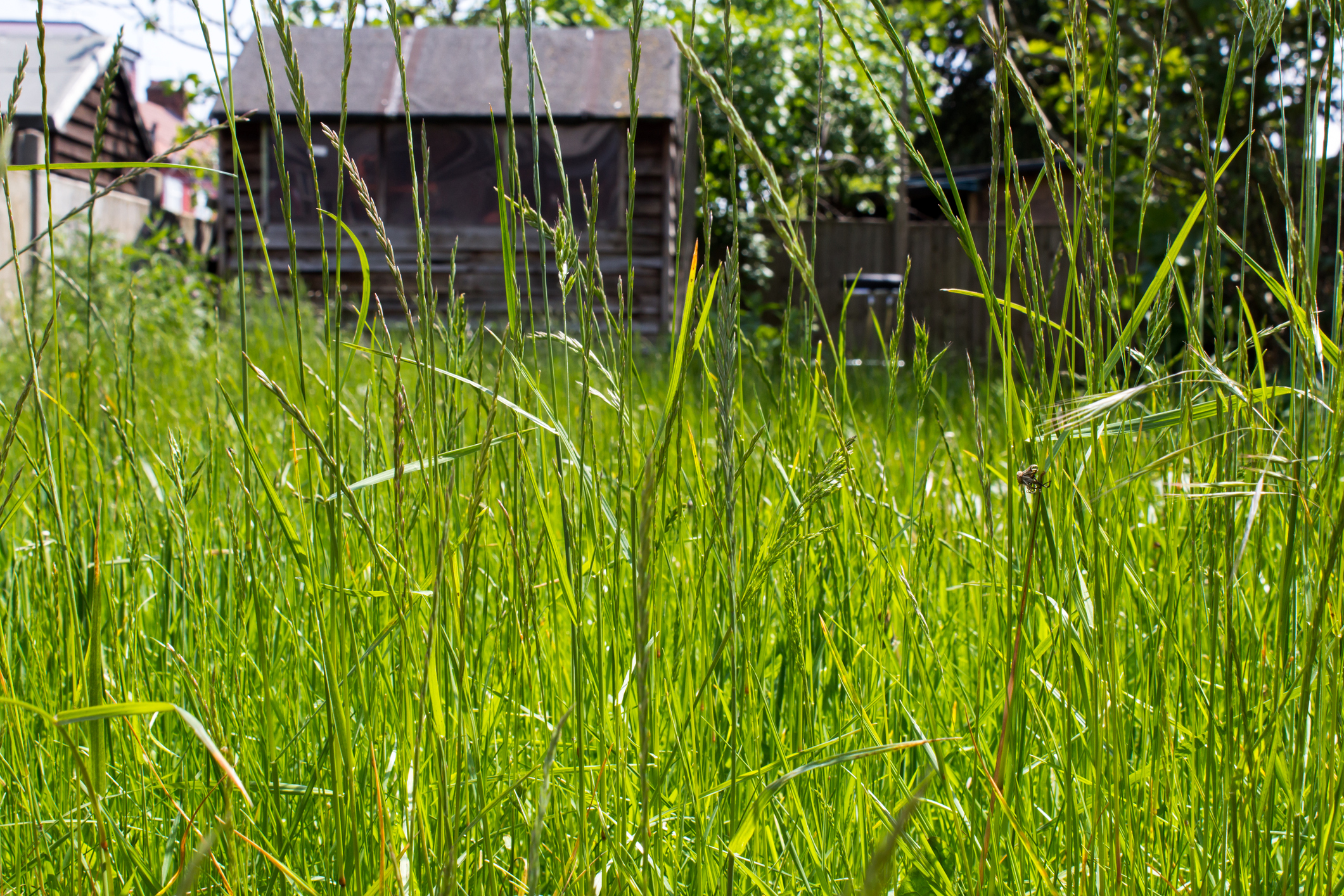 Overgrown grass (Thinkstock/PA)