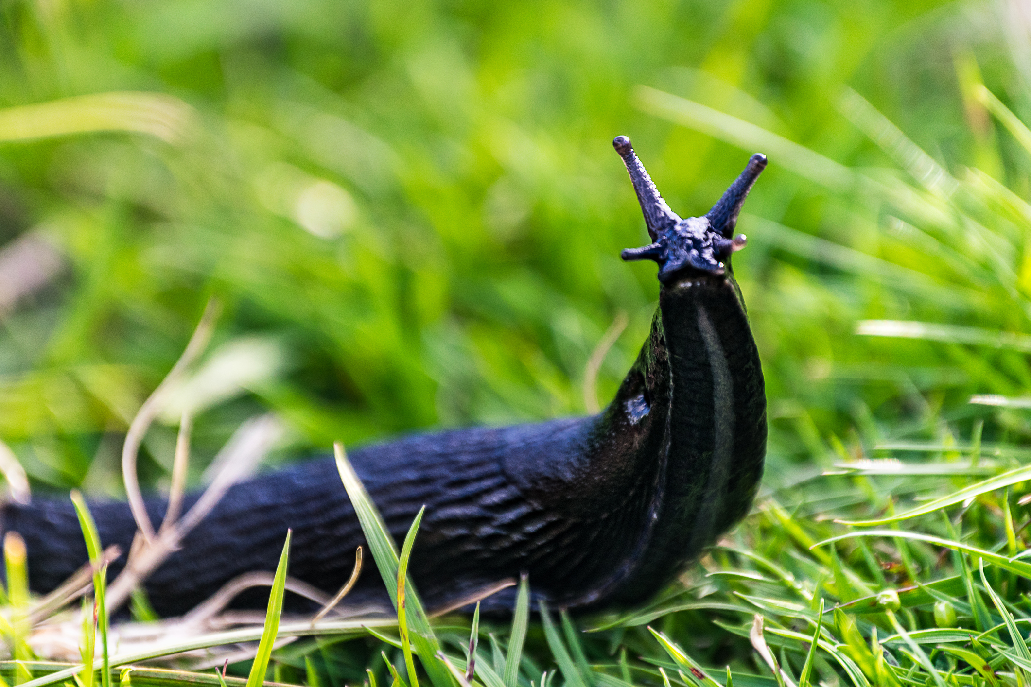 Slugs feast on plants in wet weather (Thinkstock/PA)