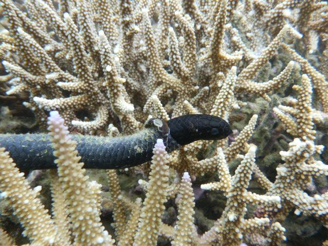 The sea snake in black