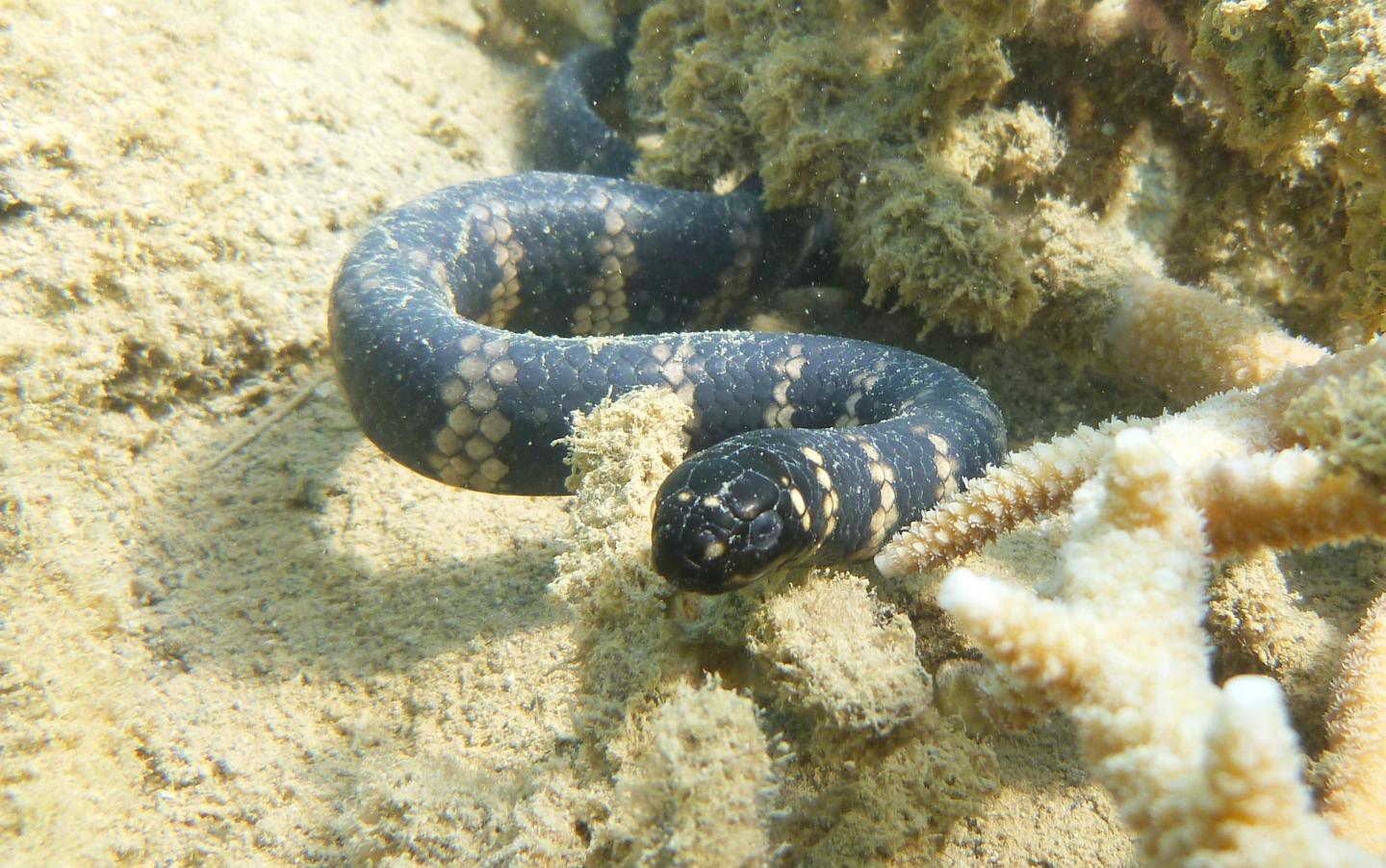 Sea snake with bands