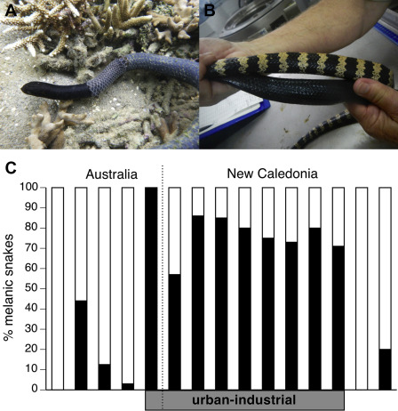 The snakes and a graph