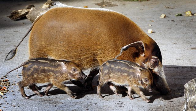 Red river hogs (Danny Lawson/PA)
