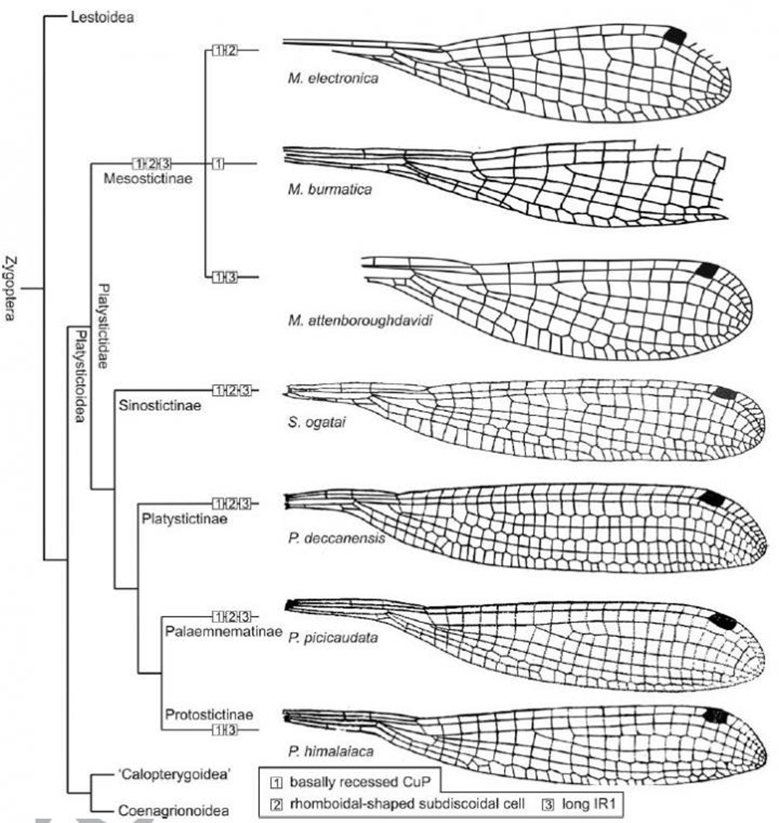 Mesosticta davidattenborough.