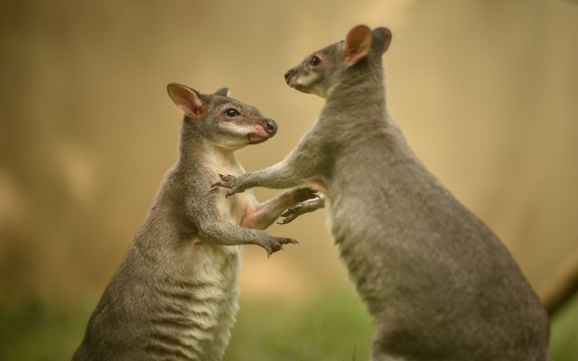 Photo issued by Chester Zoo of rare miniature wallabies Kai and Aru