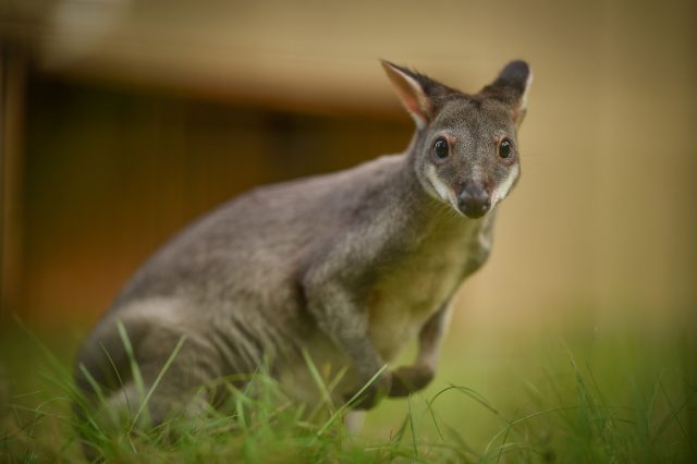 One of the rare miniature wallabies that have arrived at Chester Zoo