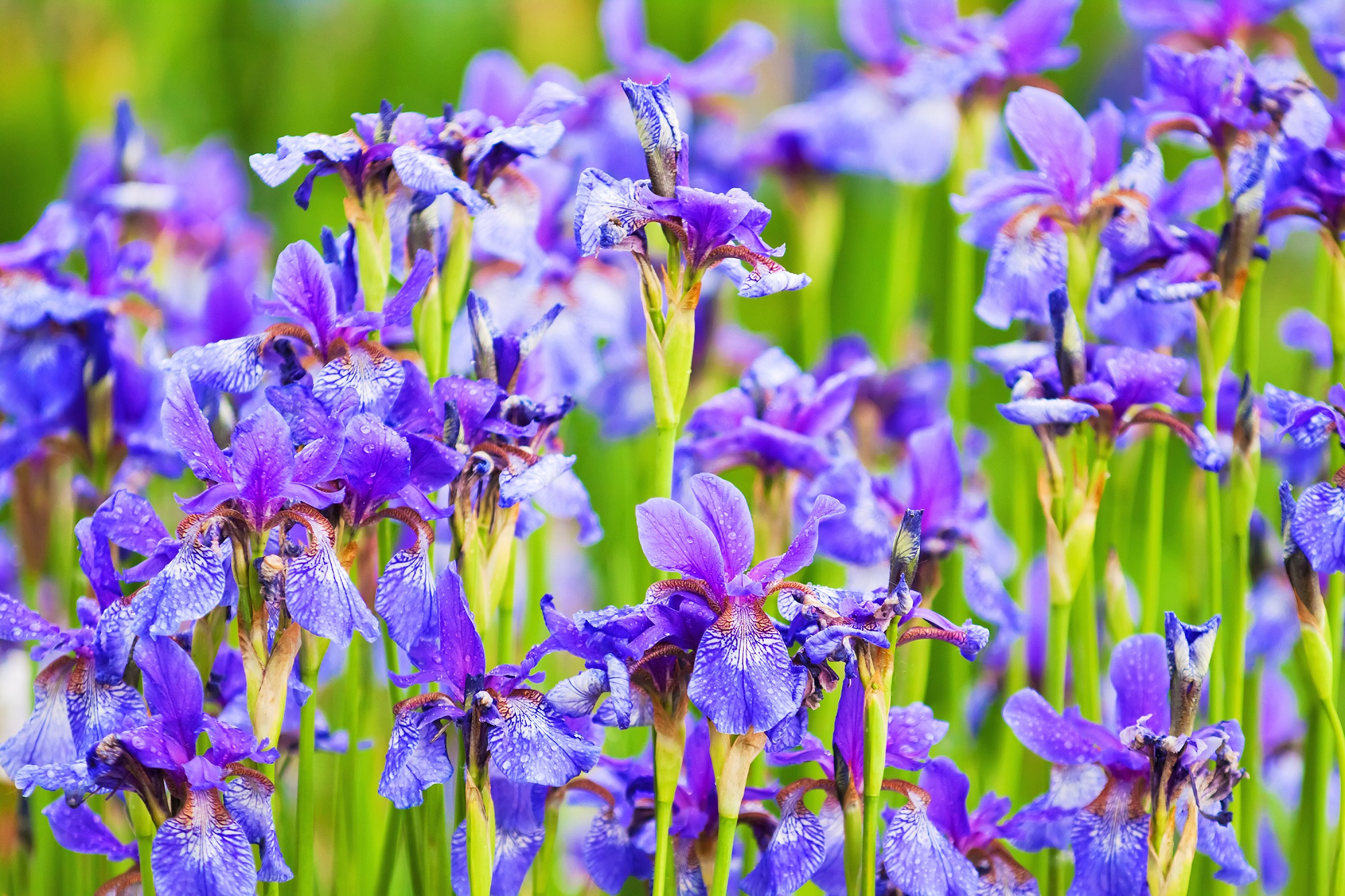 Pop in iris bulbs for spring colour (Squire's Garden Centres/PA)