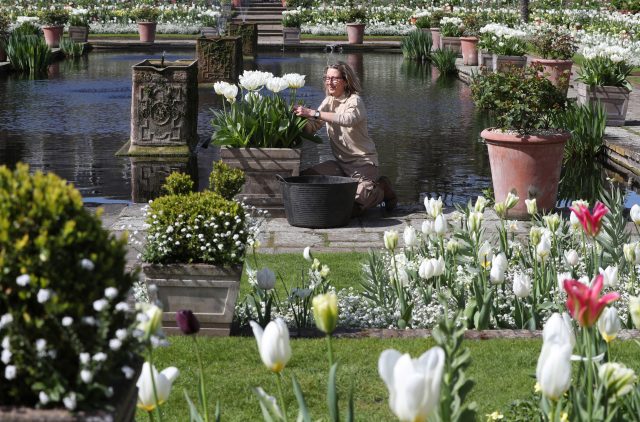 A gardener tends to blossoms in the White Garden at Kensington Palace
