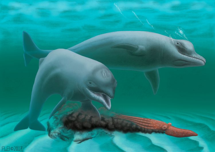 An artist's impression of ancient extinct dolphin