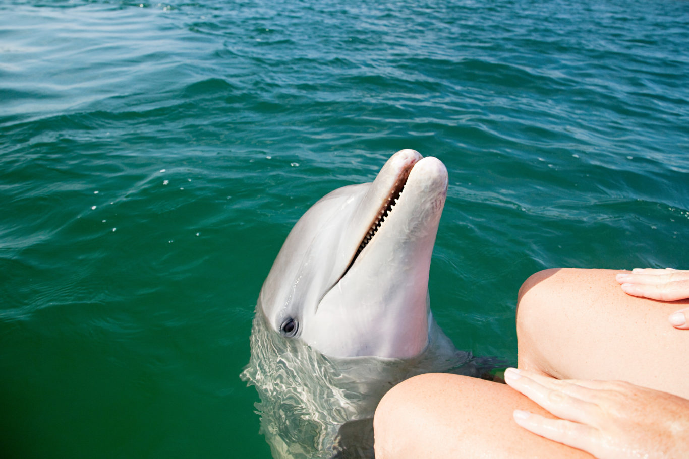 dolphin species