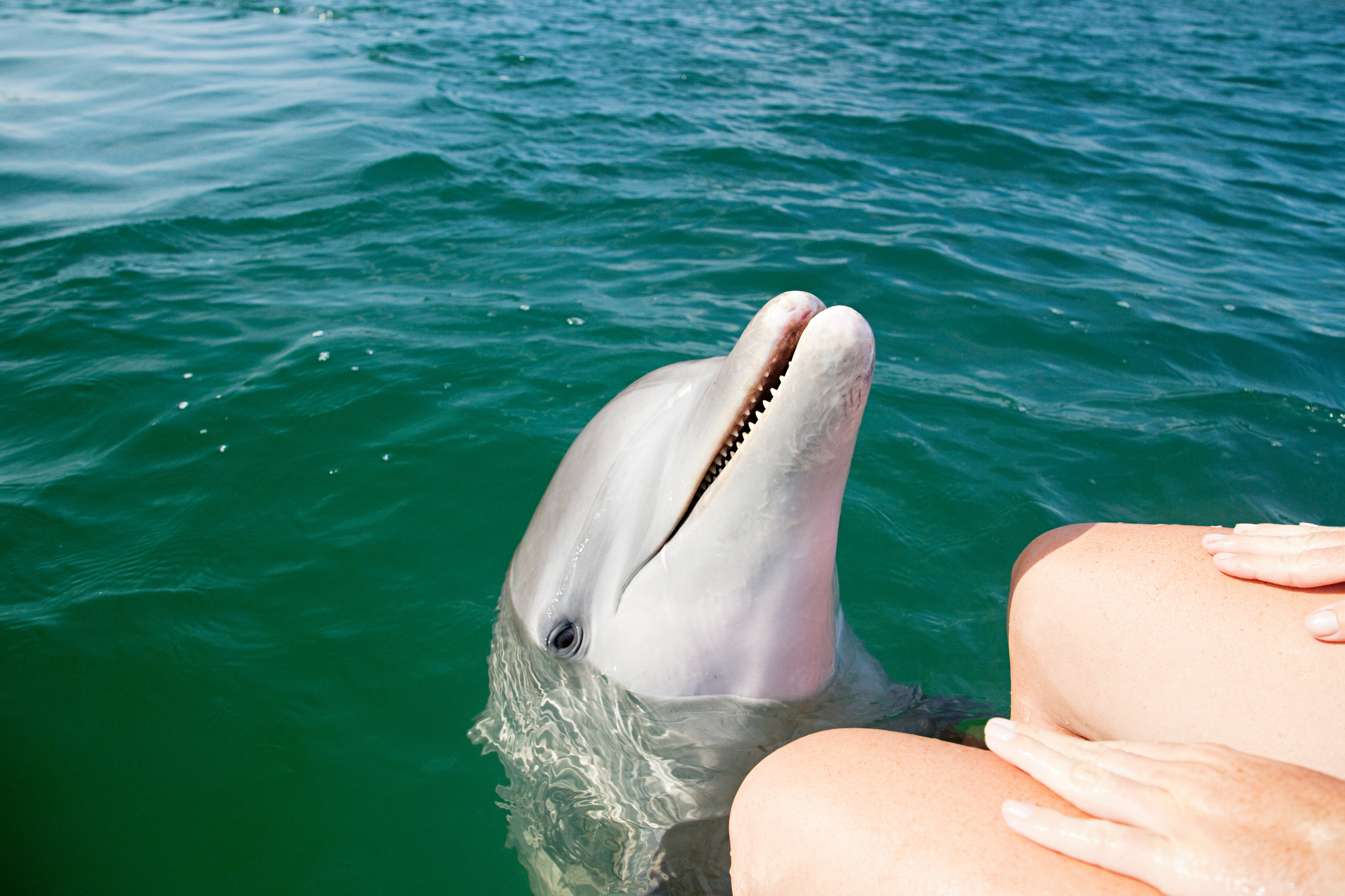 A bottlenose dolphin 