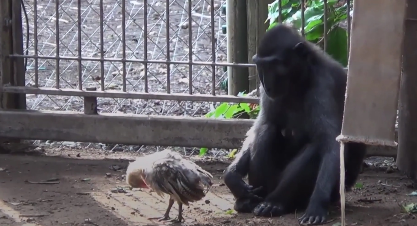 A monkey and a chicken who appear to have become friends at a zoo in Israel