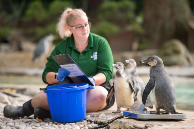 A zookeeper and Humboldt penguins