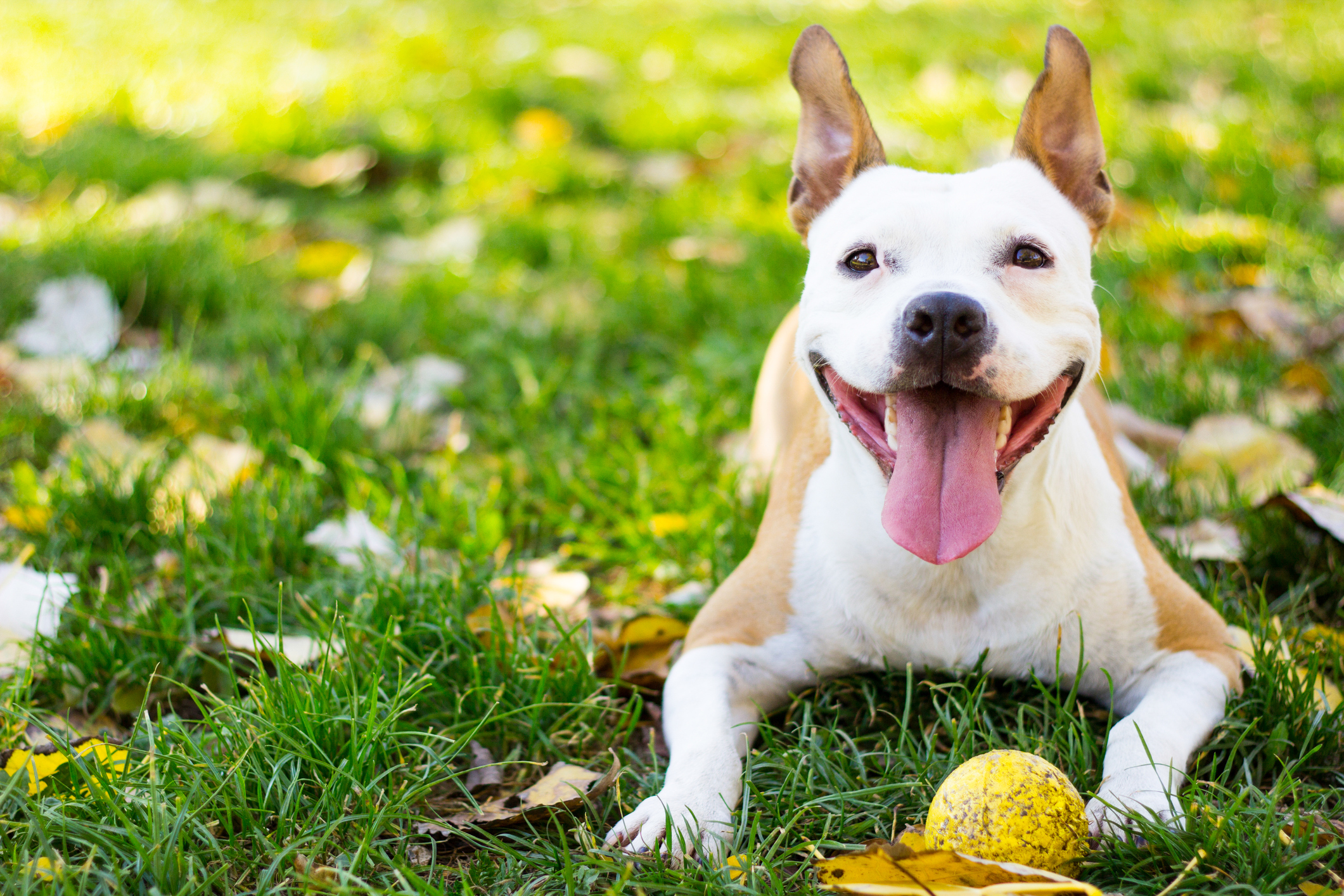 Dog having fun with a ball