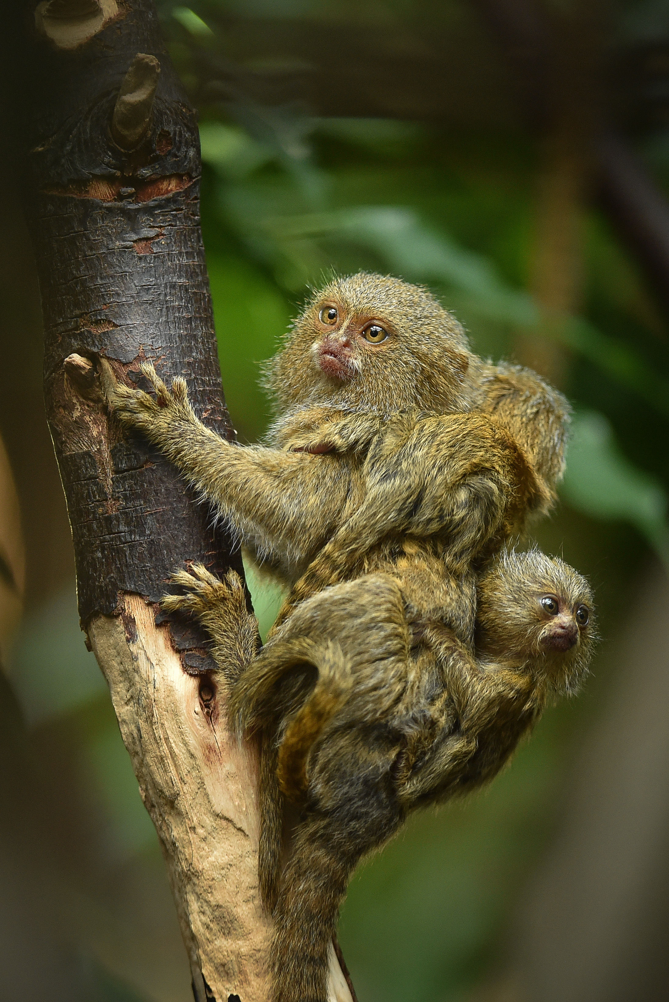 The pygmy marmosets