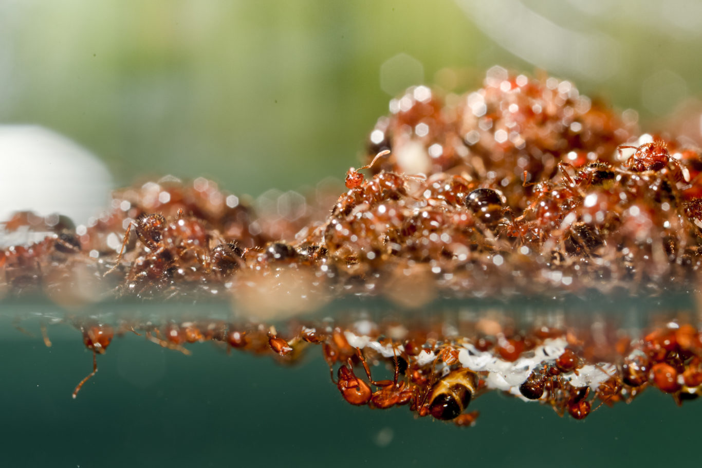 Why huge rafts of fire ants are floating around in Texan flood waters