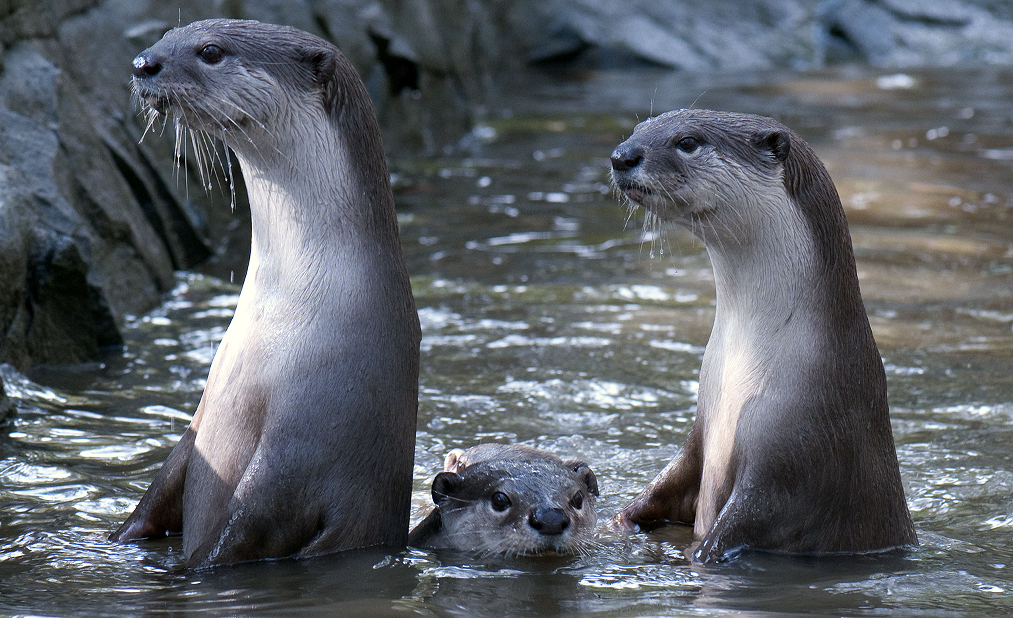 Smooth-coated otters