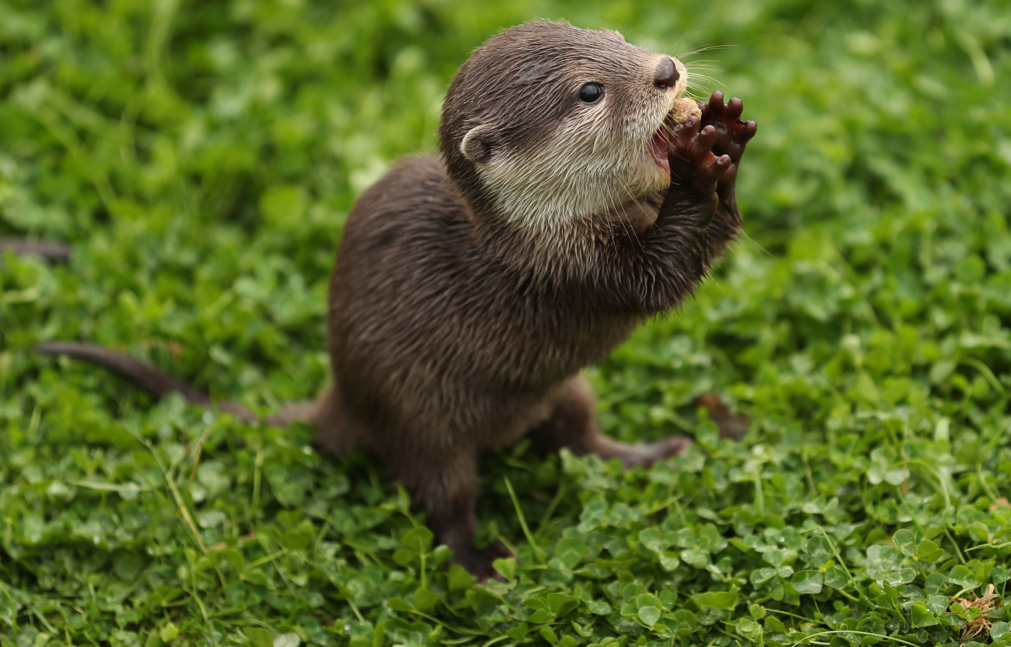 Asian Short Clawed otter pup