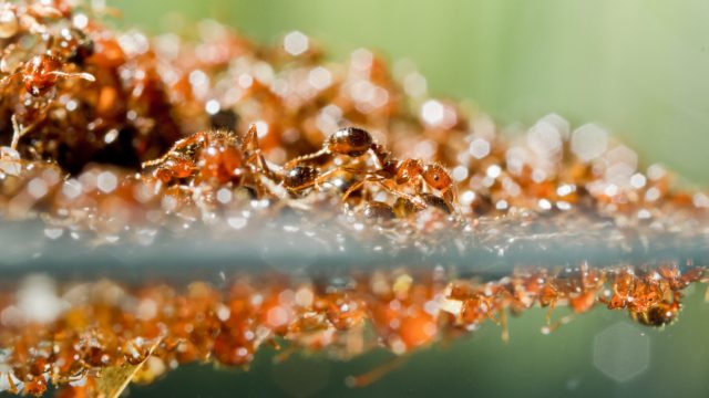 Fire ants have been spotted in flood waters around Houston following Hurricane Harvey