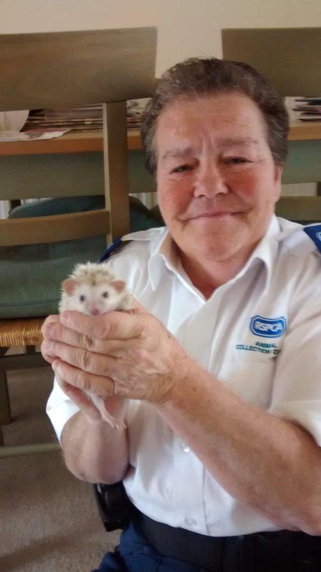 Jill Sanders with the African pygmy hedgehog found at a London Underground station