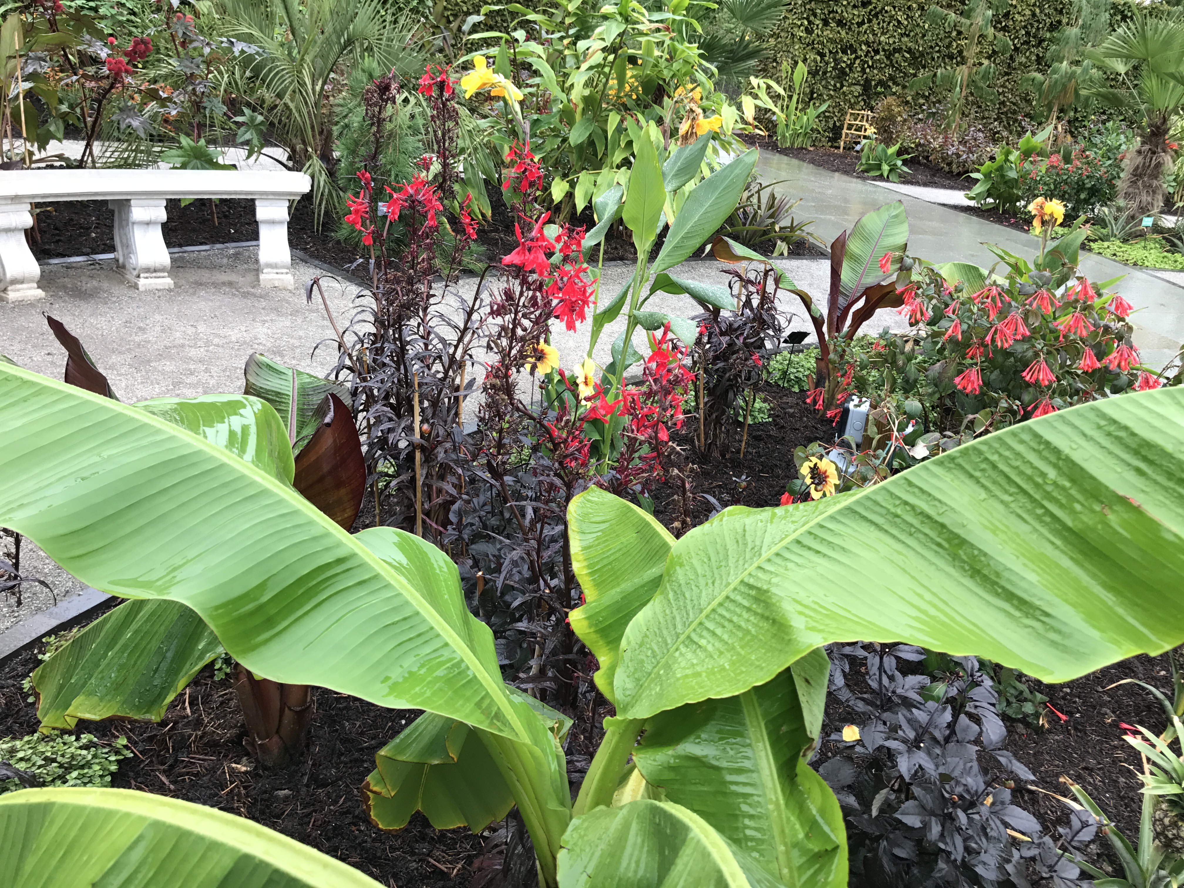 how to create your own tropical garden in a uk climate - bt