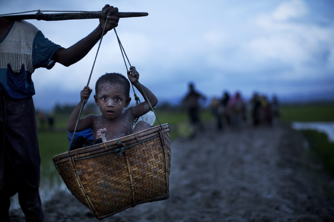 A child is carried in a basket as Rohingya ethnic minority members walk through rice fields after crossing over to the Bangladesh side of the border near Cox's Bazar's Teknaf area (Bernat Armangue/AP)