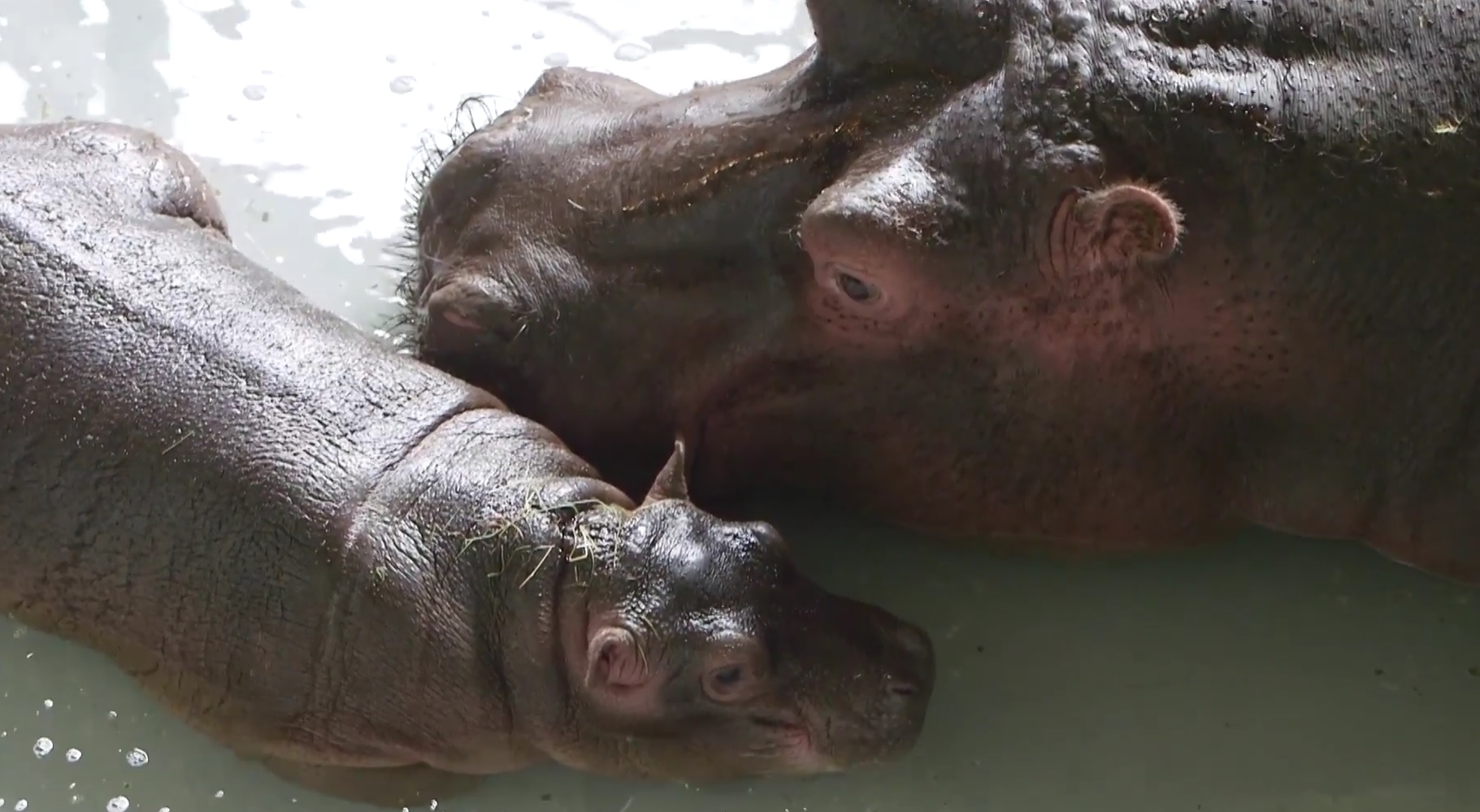 Hodor the hippo at Whipsnade Zoo