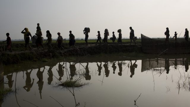 Members of Myanmar's Rohingya ethnic minority walk through rice fields after crossing the border into Bangladesh