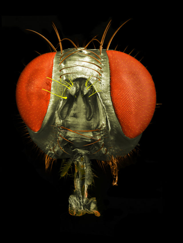 A fly head seen through an electron microscope