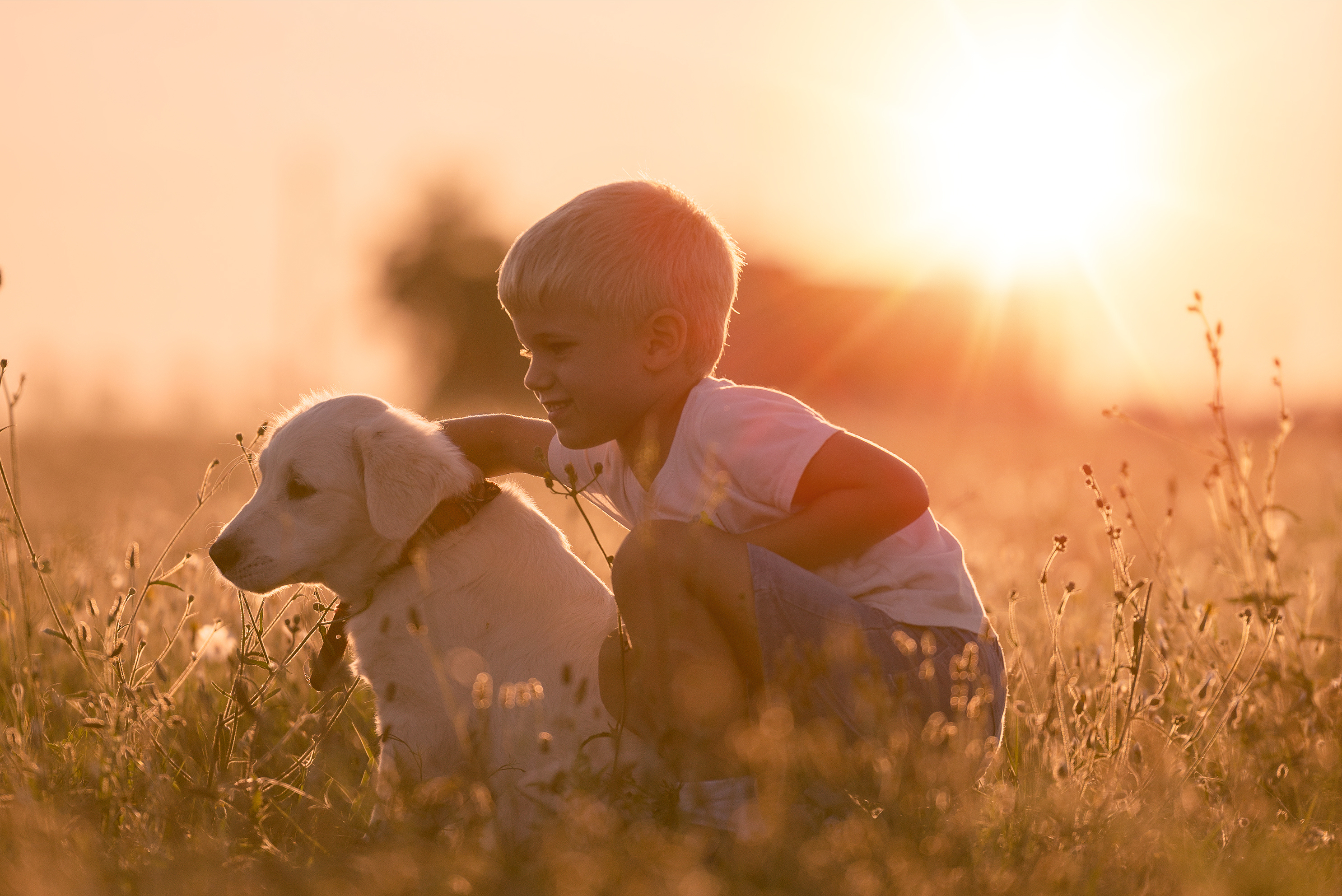 Young Child Boy Training Golden Retriever Puppy Dog in Meadow on Sunny Day (Thinkstock/PA)