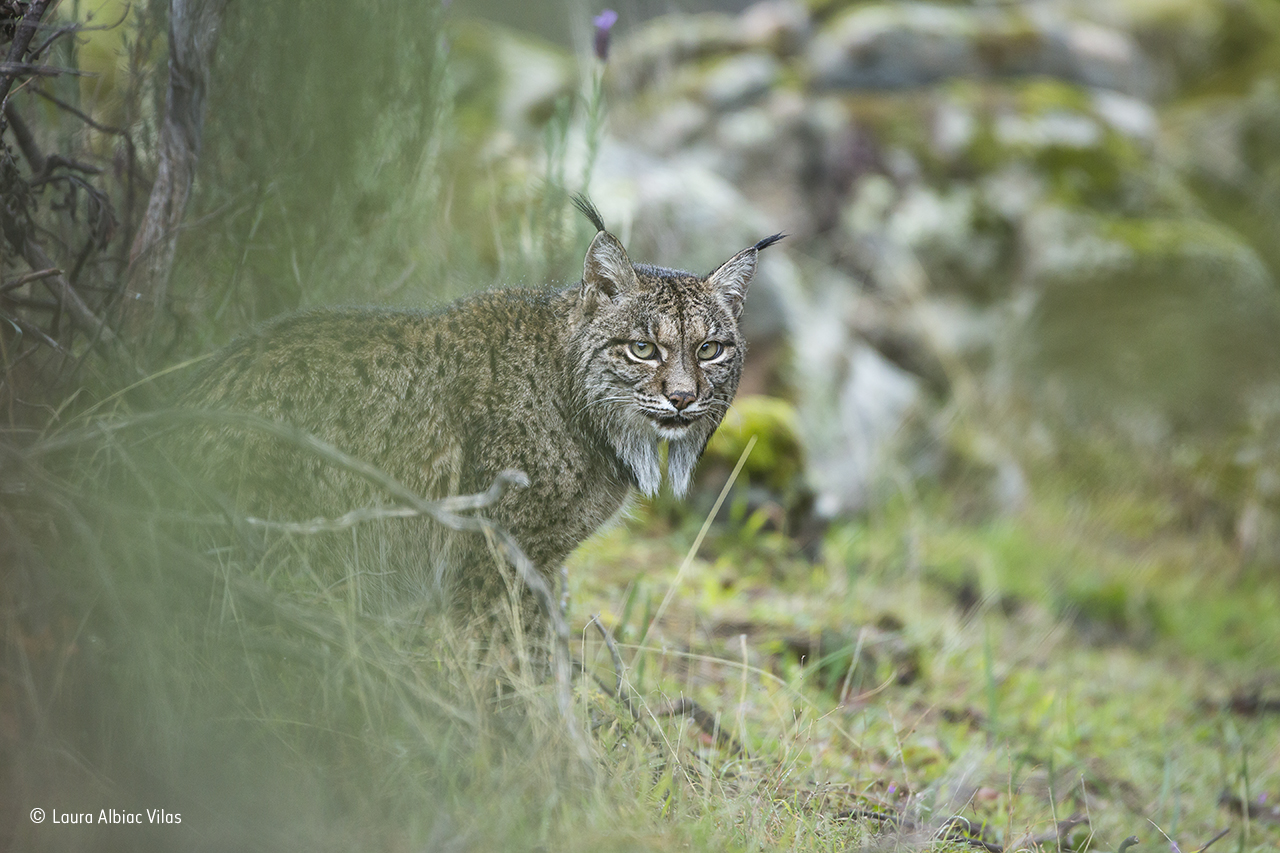 Iberian lynx behind bush