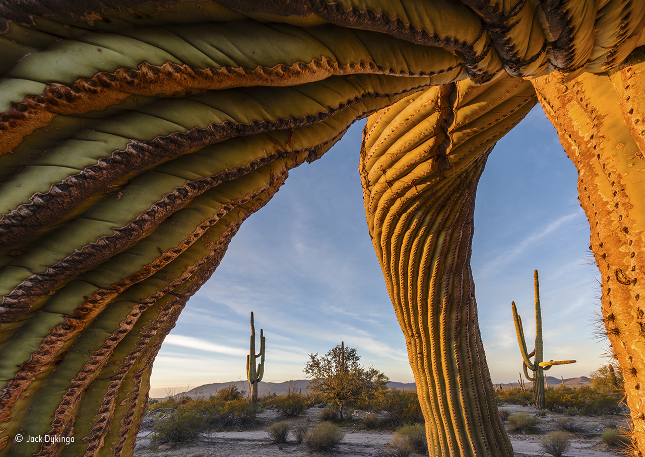 Saguaro cacti